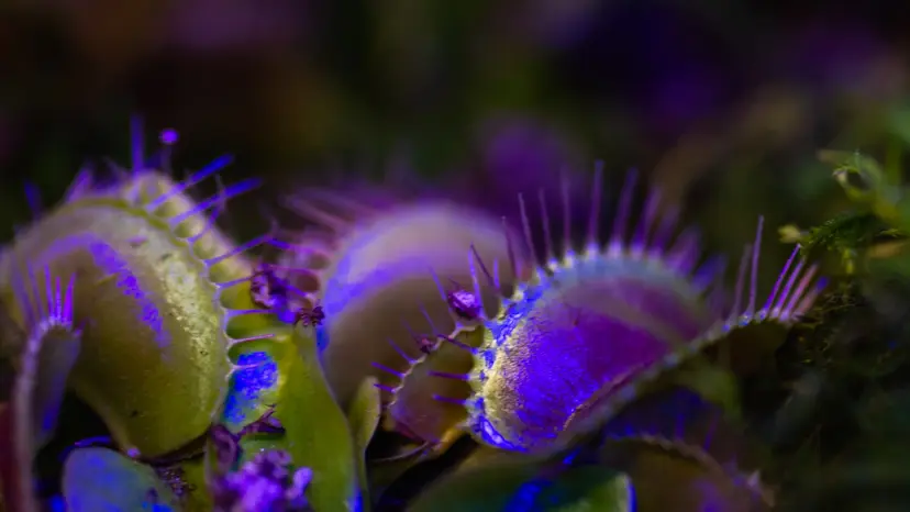 NCCourage_MediaDay_020526_VenusSet_1649104