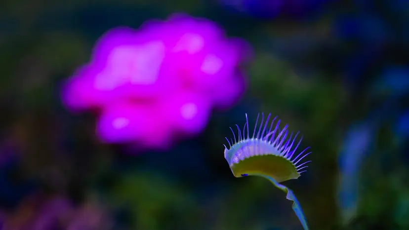 NCCourage_MediaDay_020526_VenusSet_1649106
