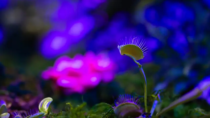 NCCourage_MediaDay_020526_VenusSet_1649107