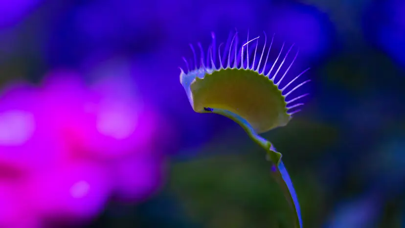 NCCourage_MediaDay_020526_VenusSet_1649108